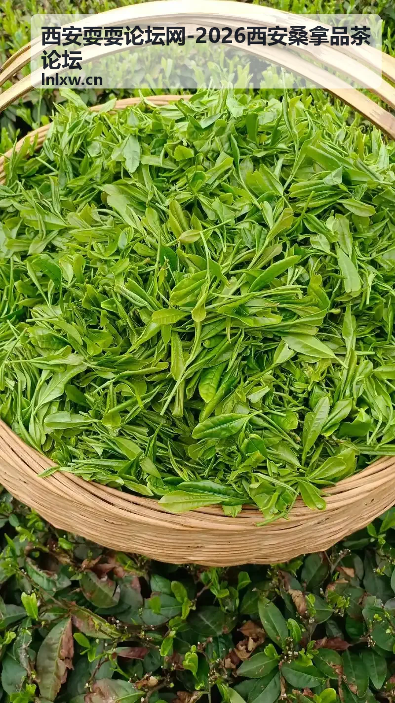 西安桑拿品茶场所雁塔区环境实拍